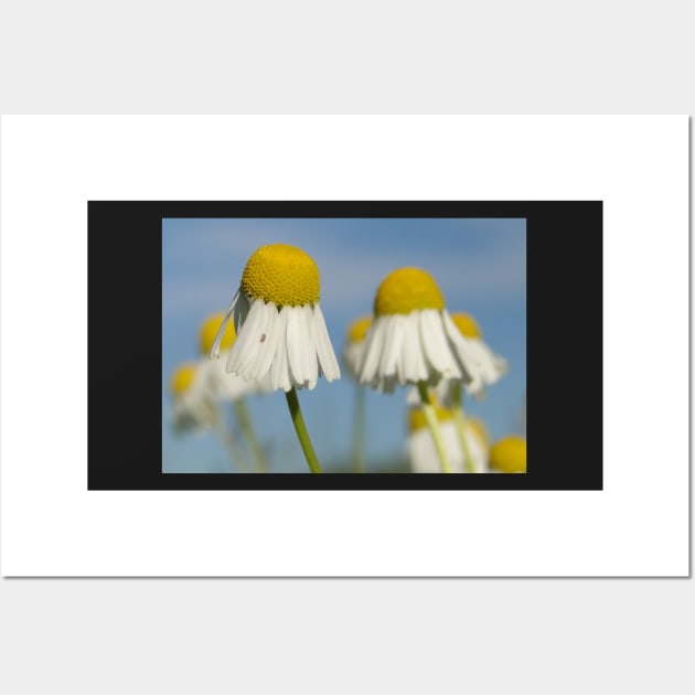 Early Morning Mayweed Wall Art by AH64D